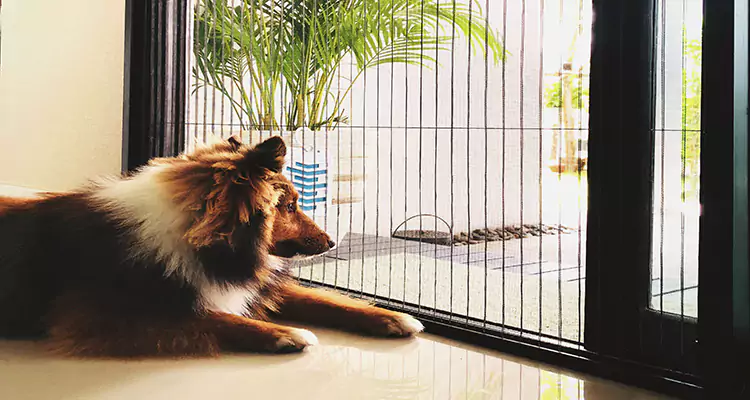 Sliding Screen Pet Door Repair in Vallejo, CA