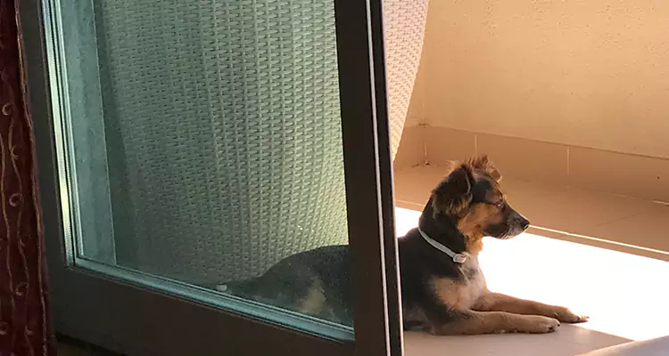 French Door Pet Screen Repair in Vallejo, CA